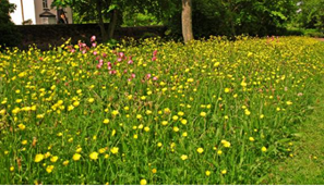 Wildflowers