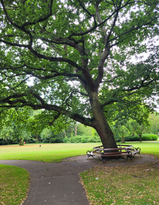 Victoria Park tree